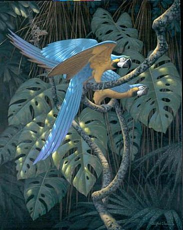 Looking For Trouble - Blue & Gold Macaws & Red Eyed Green Tree Frog by Richard Sloan (1935-2007)
